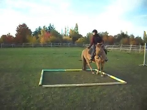 Les poneys de Sophie 77 au fil du pas