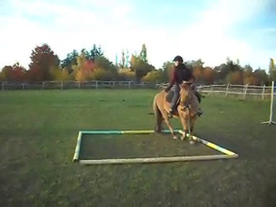 Les poneys de Sophie 77 au fil du pas