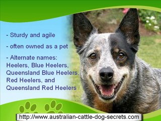 Getting to Know Your Australian Cattle Dog