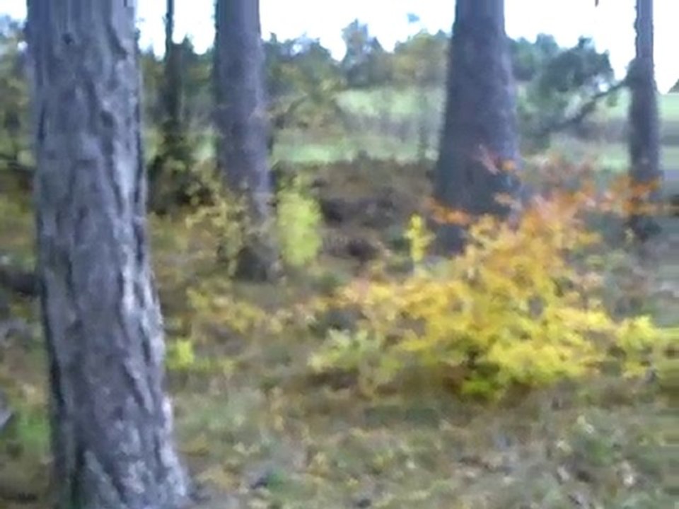 Chiots de 9 semaines, 1 eres sorties = 1 er contact