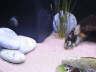 Kasakalawe akvaryumum 2010/10/29