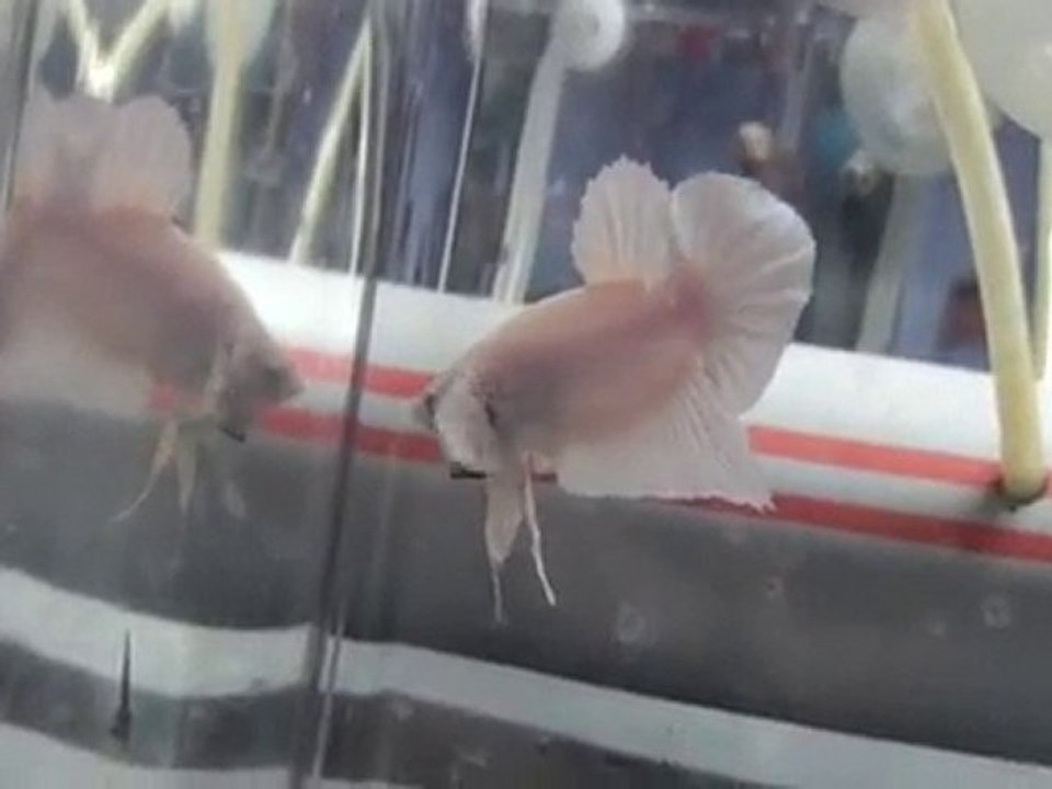 20101031221216