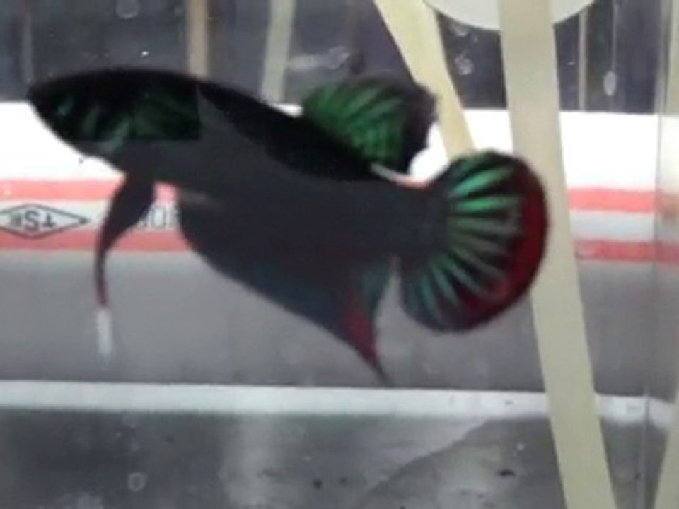20101031221121
