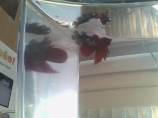 Accouplement Betta Splenden
