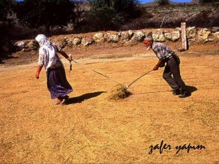Harmana Sererler Sarı Samanı