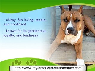The American Staffordshire Terrier