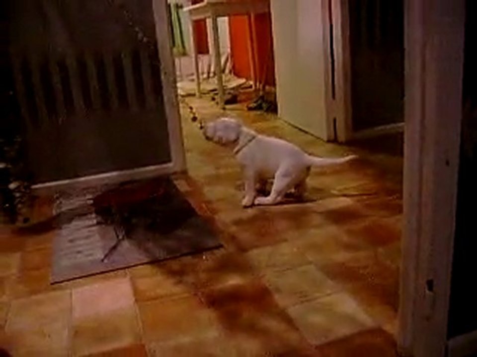 Dogue argentin joue avec le rideau