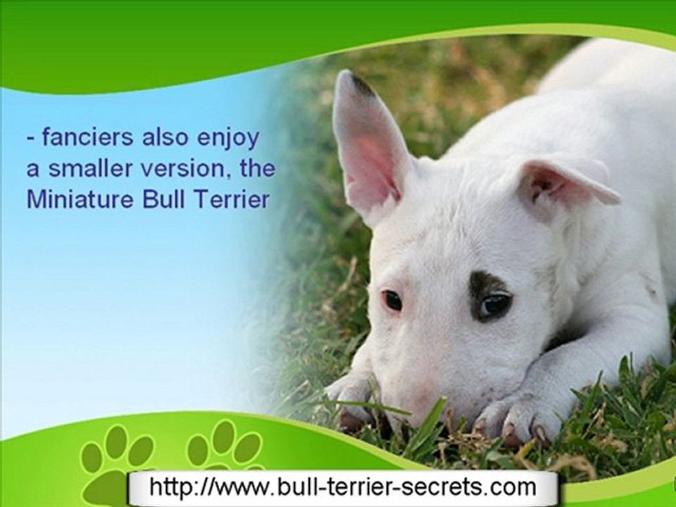 The Unique Bull Terrier