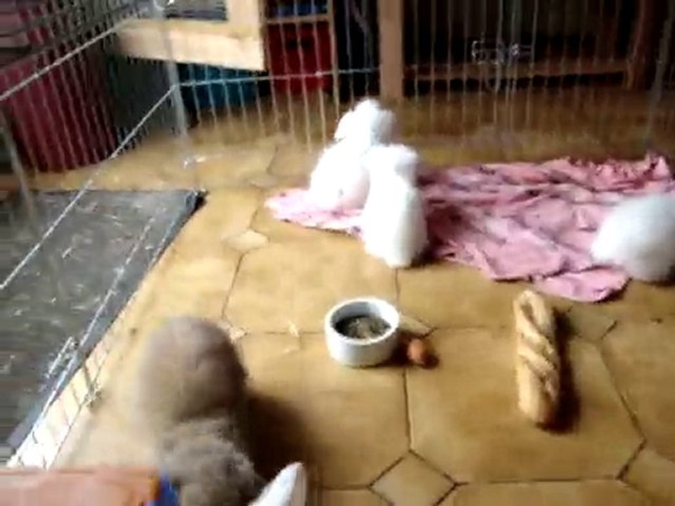 Photo 044 lapins bébés bélier teddy angora dans le parc