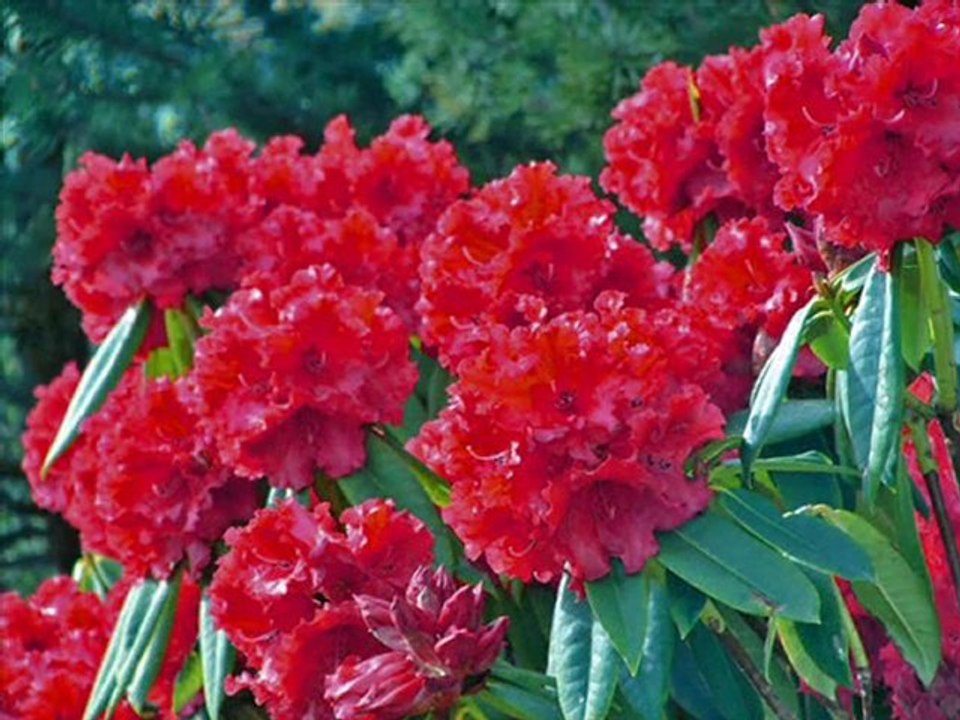 tihar collaction