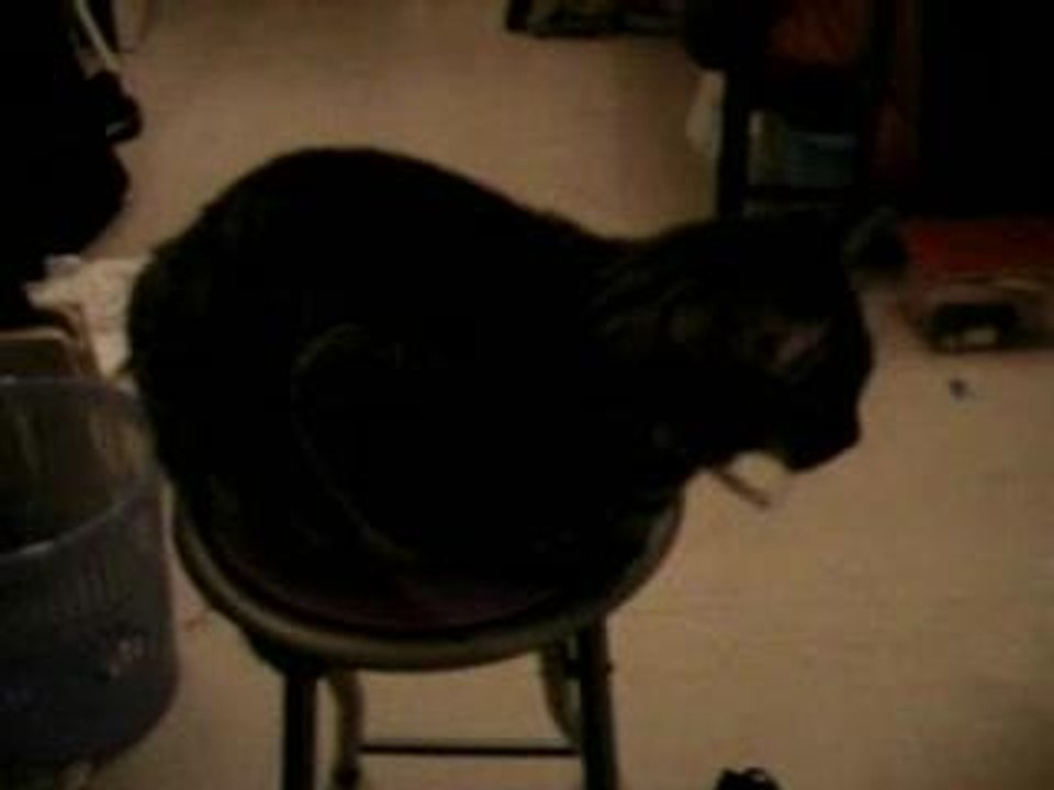 lucky sur son tabouret