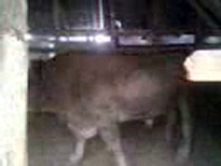 ALLAH DİYEN TOSUN BAKINDA İBRET ALIN KAFİRLER