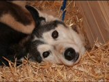 Mothers Eye Siberian Husky Family