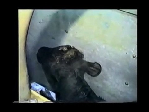 Earthlings ( Terriens ) version française partie 1