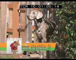 Des Chiens bien Gardé- CINEKITA WEB