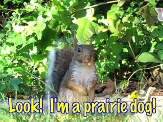 Super Squirrel Snack Time - Ultra Fur