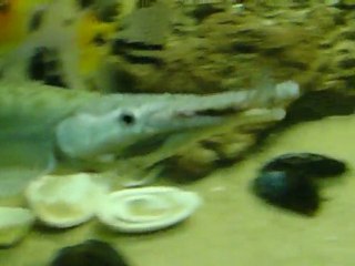 aligator gar fini de manger