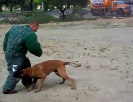 Vidoc du Calvaire aux Acacias ( Judex X Miss )