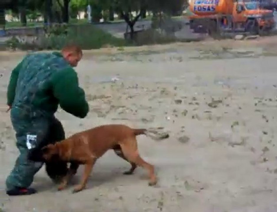 Vidoc du Calvaire aux Acacias ( Judex X Miss )