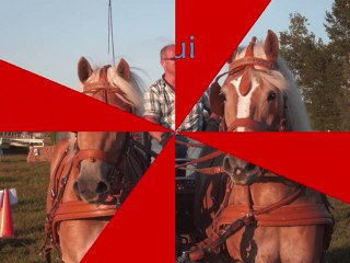 Balade Onhaye 21 août 010