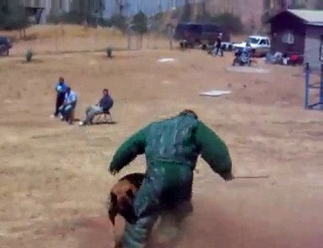 Vidoc du Calvaire aux Acacias ( Judex X Miss )