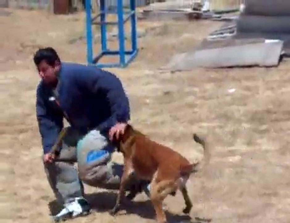 Vidoc du Calvaire aux Acacias ( Judex X Miss )