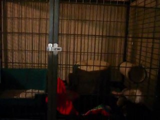 Kenjy qui fait le ménage dans sa cage lol