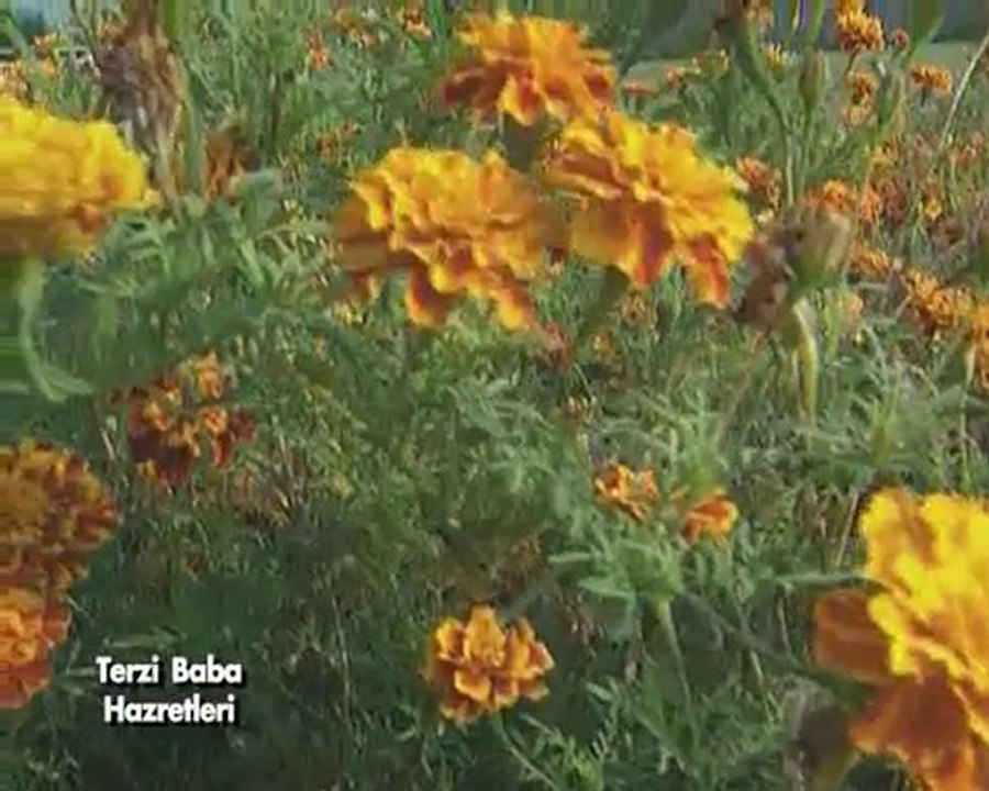 Terzi Baba Hazretleri-1