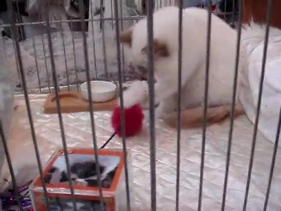 MOV06172 FIDGIE JOUE AVEC LE POMPON ROUGE