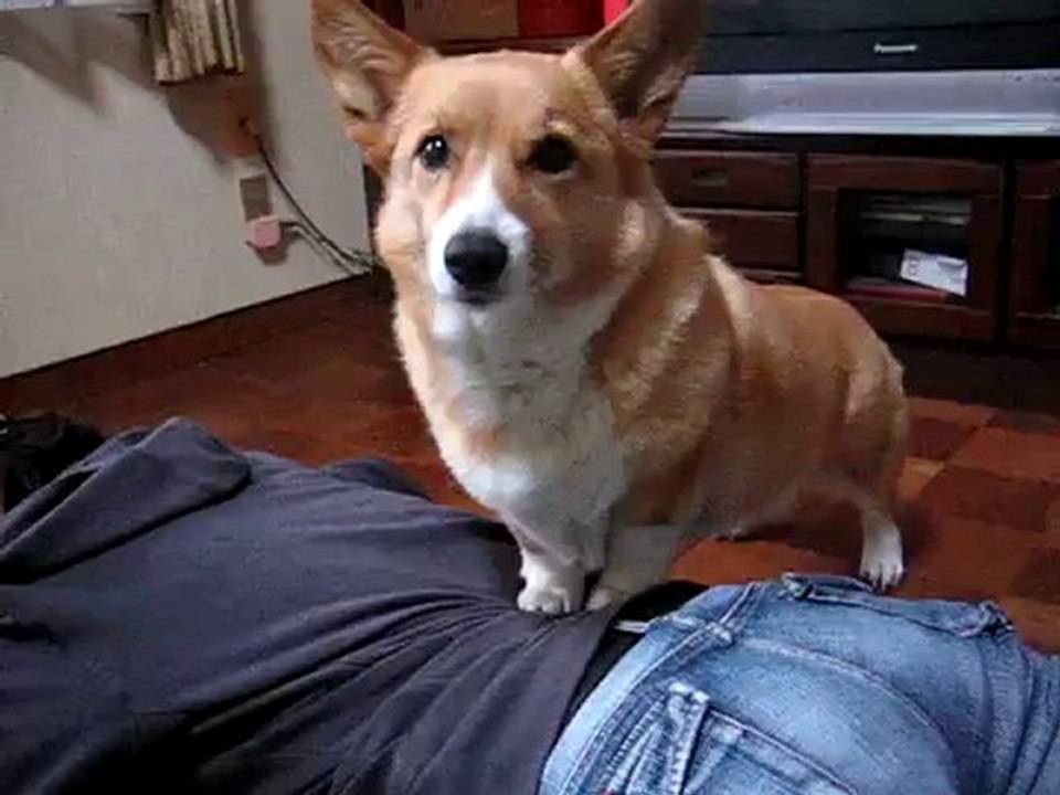 Il cane massaggiatore