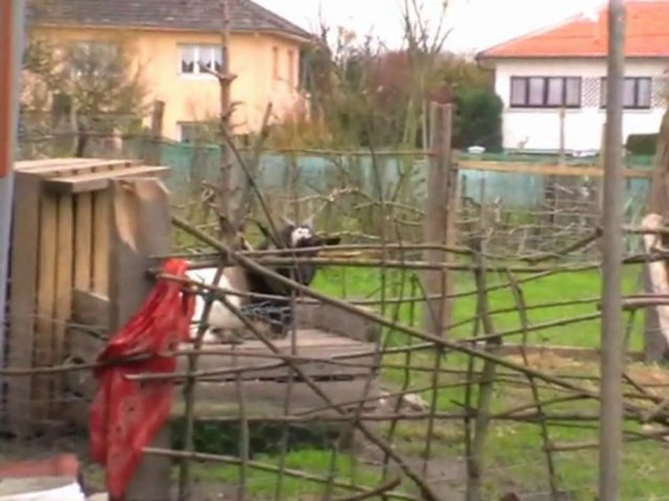 Une histoire de chèvres