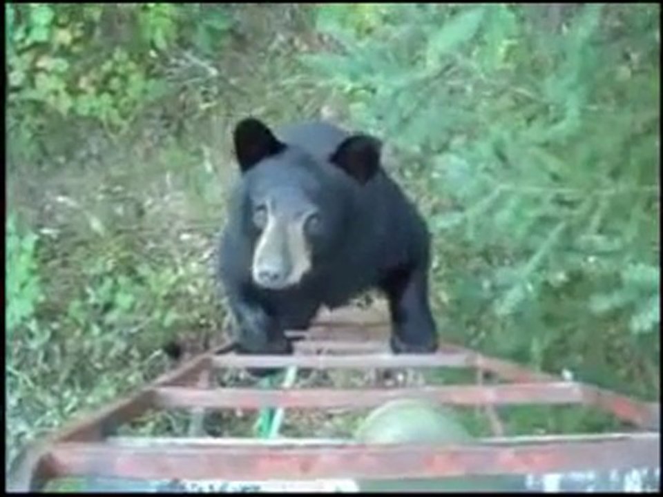 Incontro ravvicinato con l'orso