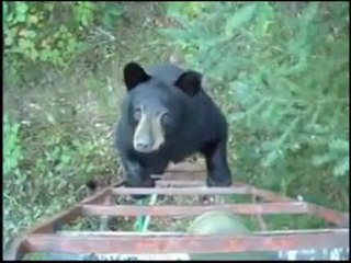 Incontro ravvicinato con l'orso