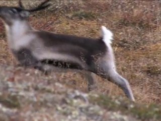 Nordic Variations // Mission Forollhogna avec Vincent Munier