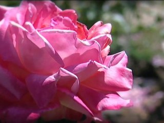 La rose éclat de Haute-Bretagne - Les escapades de Philippe