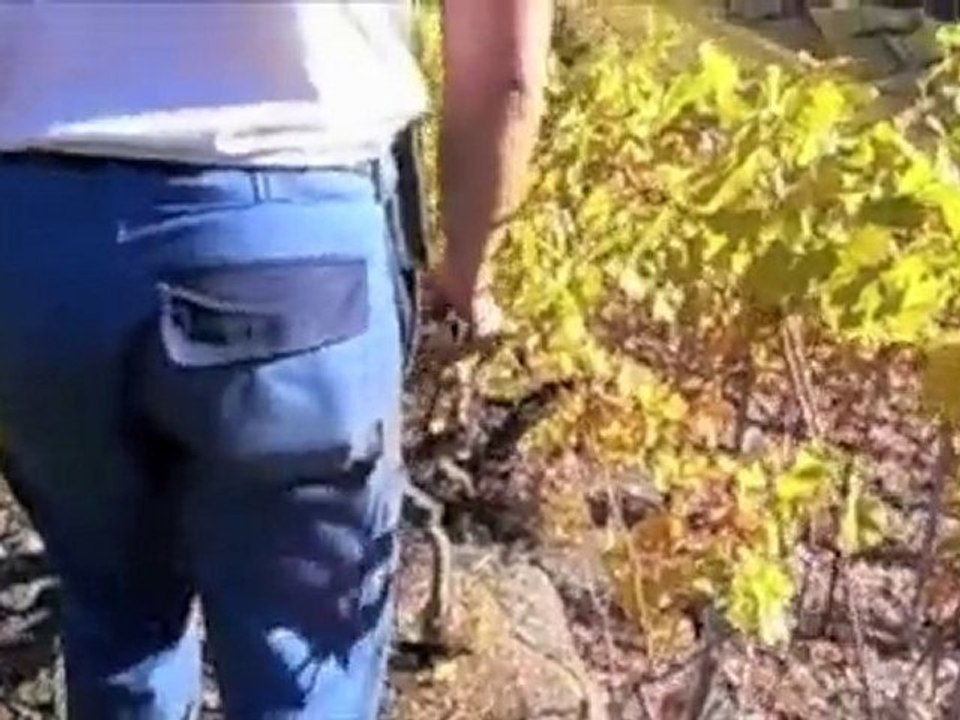 Travail du sol au cheval