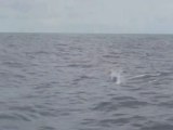 Image du Jour 5: ARnaud Boissières filme les dauphins qui ac