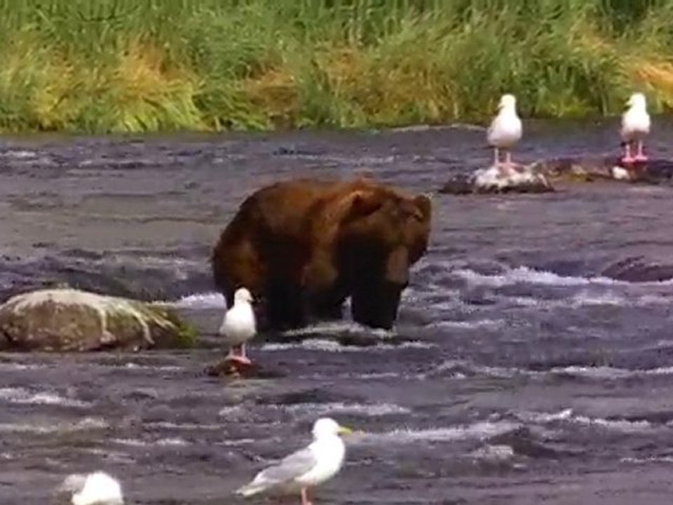 Bear