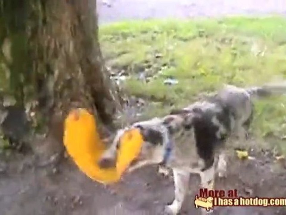 Cane fuori di testa per l'altalena