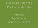 Fleurs et insectes