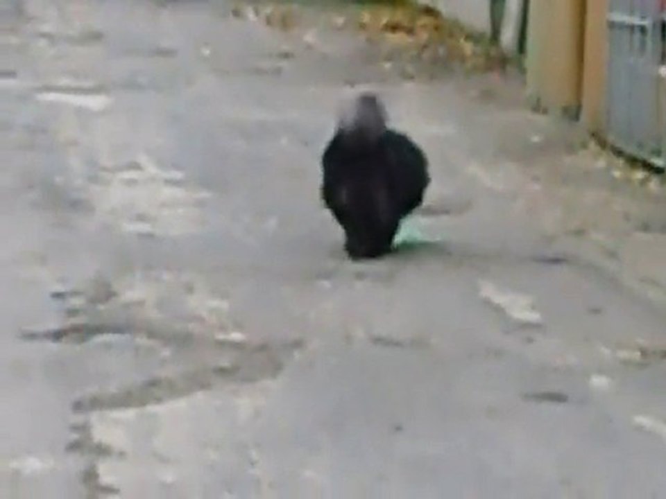 Black et le sachet