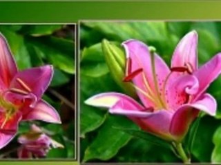 le lys une fleur sublime