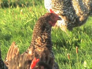 Down On The Farm - Episode 9