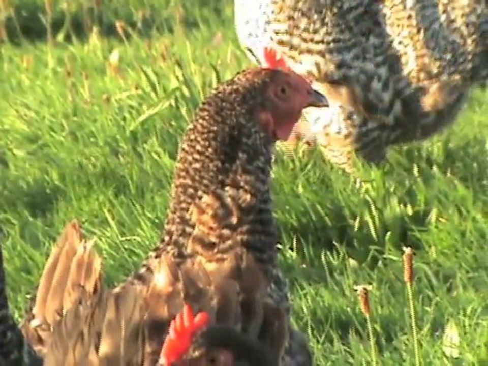 Down On The Farm - Episode 9