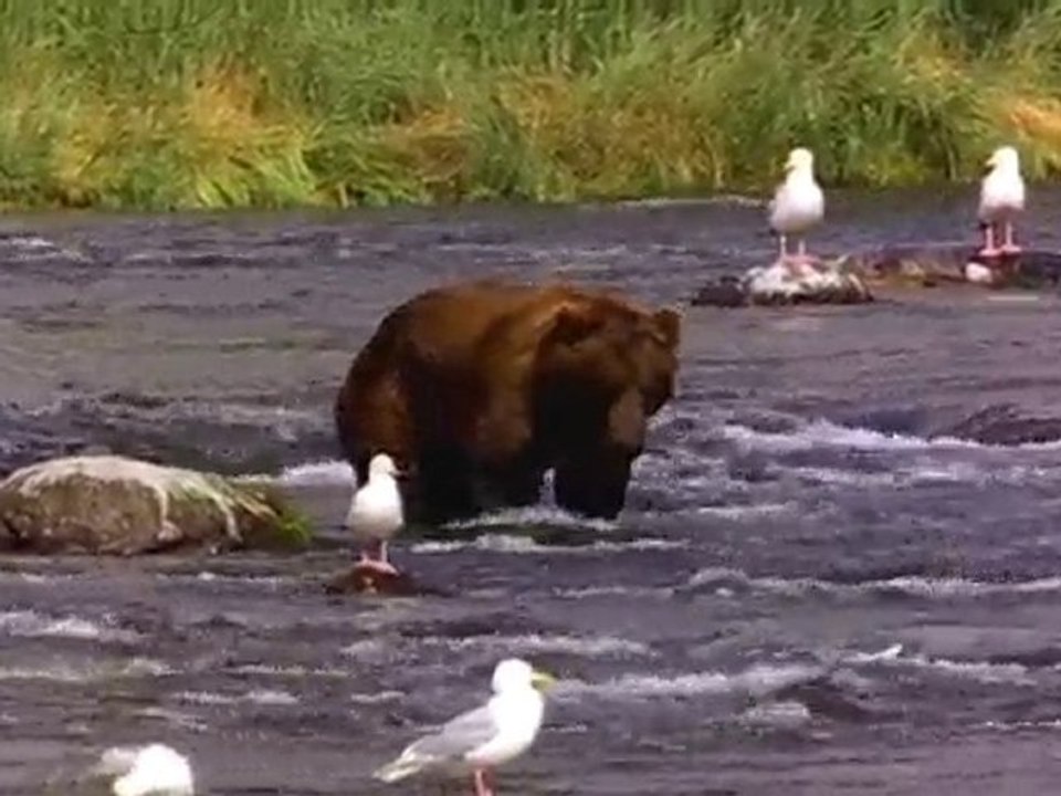 Bear