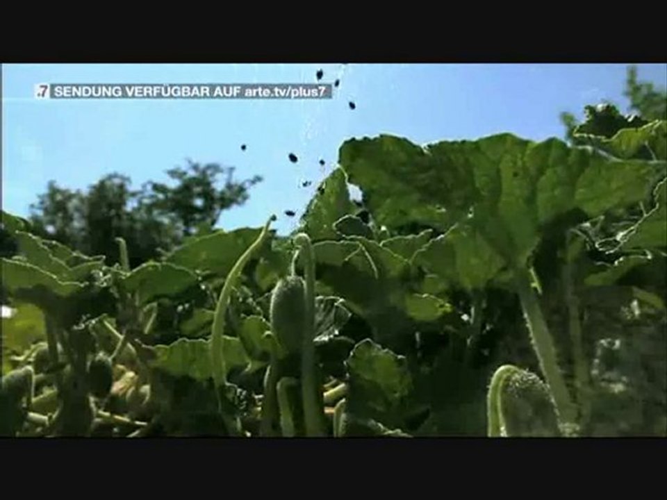 La Force Cachée Des Plantes  - Championnes De La Com 1sur3
