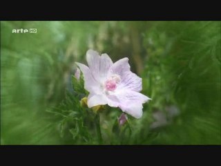 La Force Cachée Des Plantes  - Championnes De La Com 2sur3