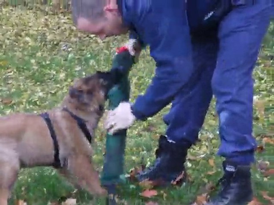 FALCON DU DOMAINE DE KILORFF chiot de BEHA x BALTIK 05/11/10