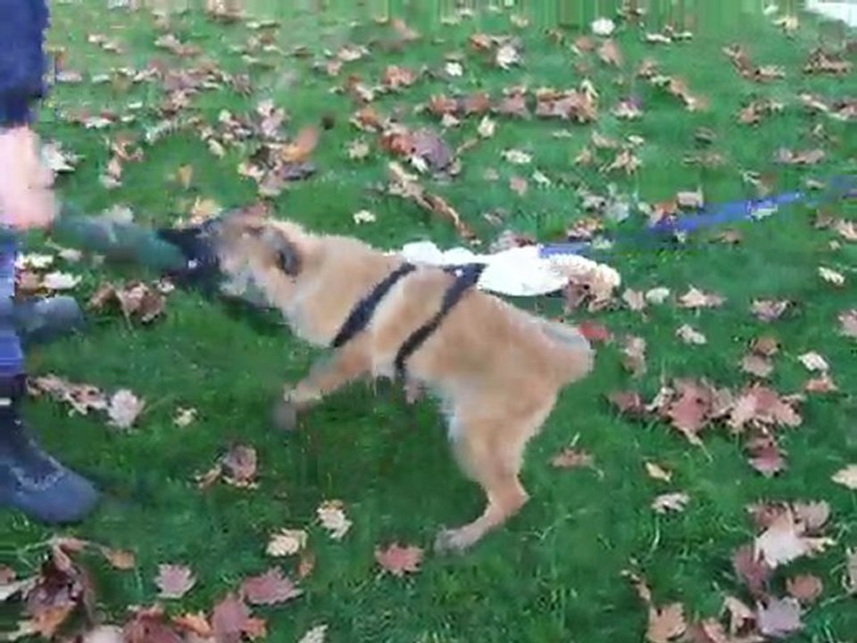 FURIE du Domaine de Kilorff