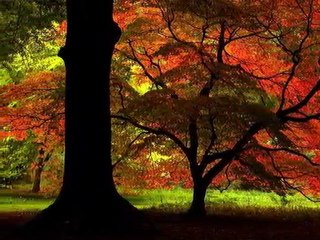 Suçlu Benim  Gülsen Varol